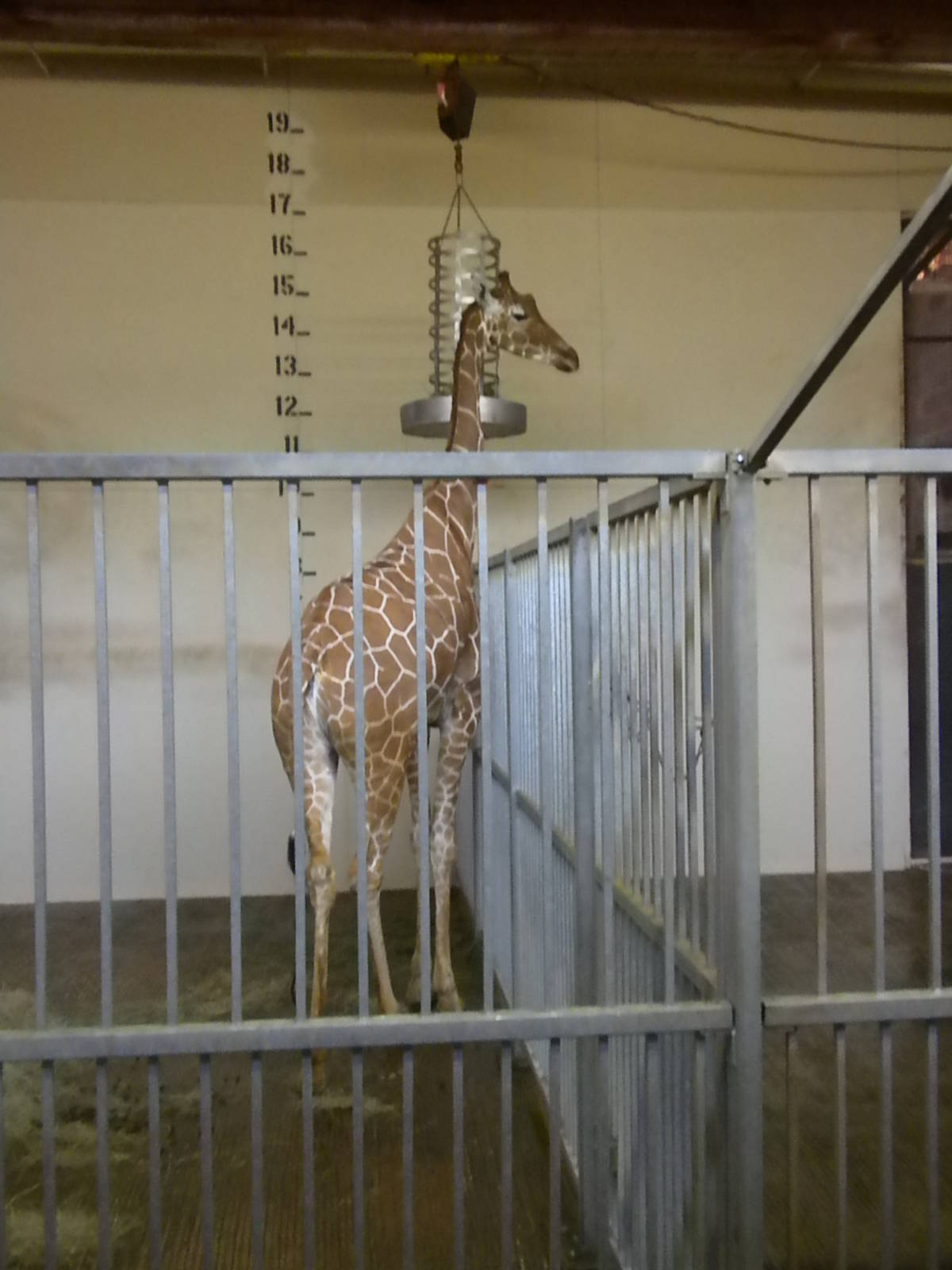 Giraffe barn