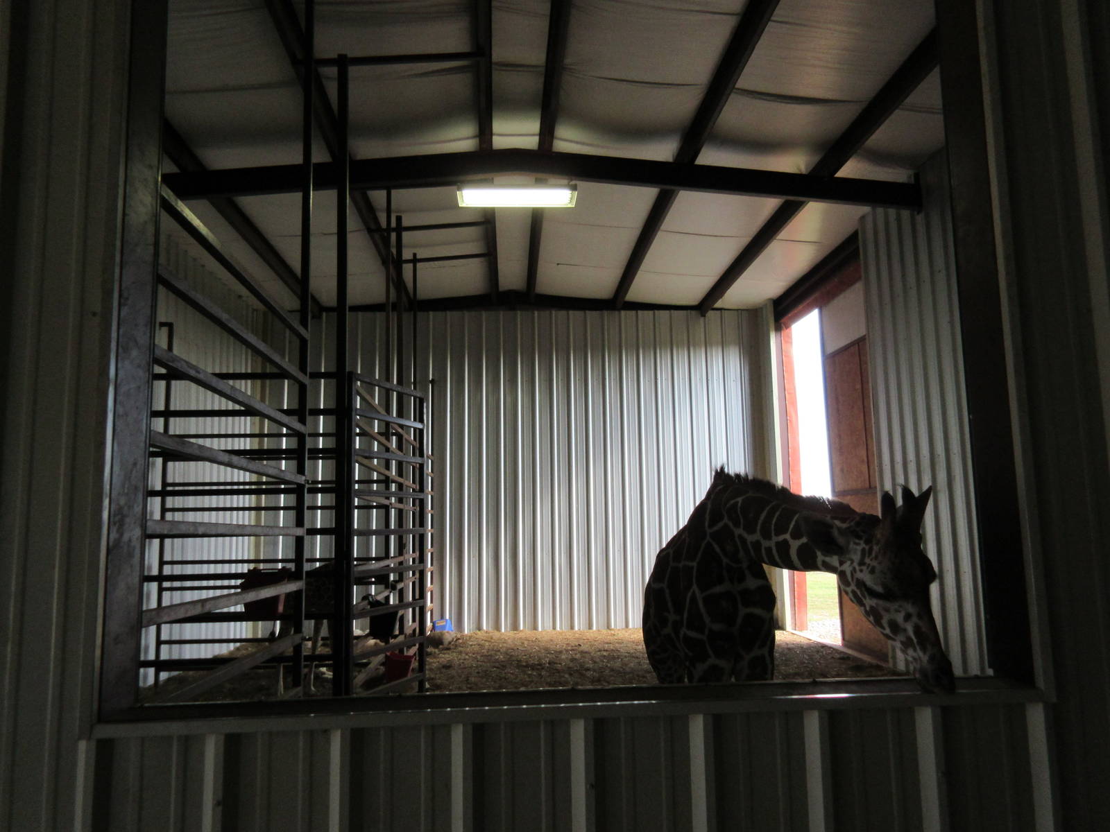 Giraffe Barn