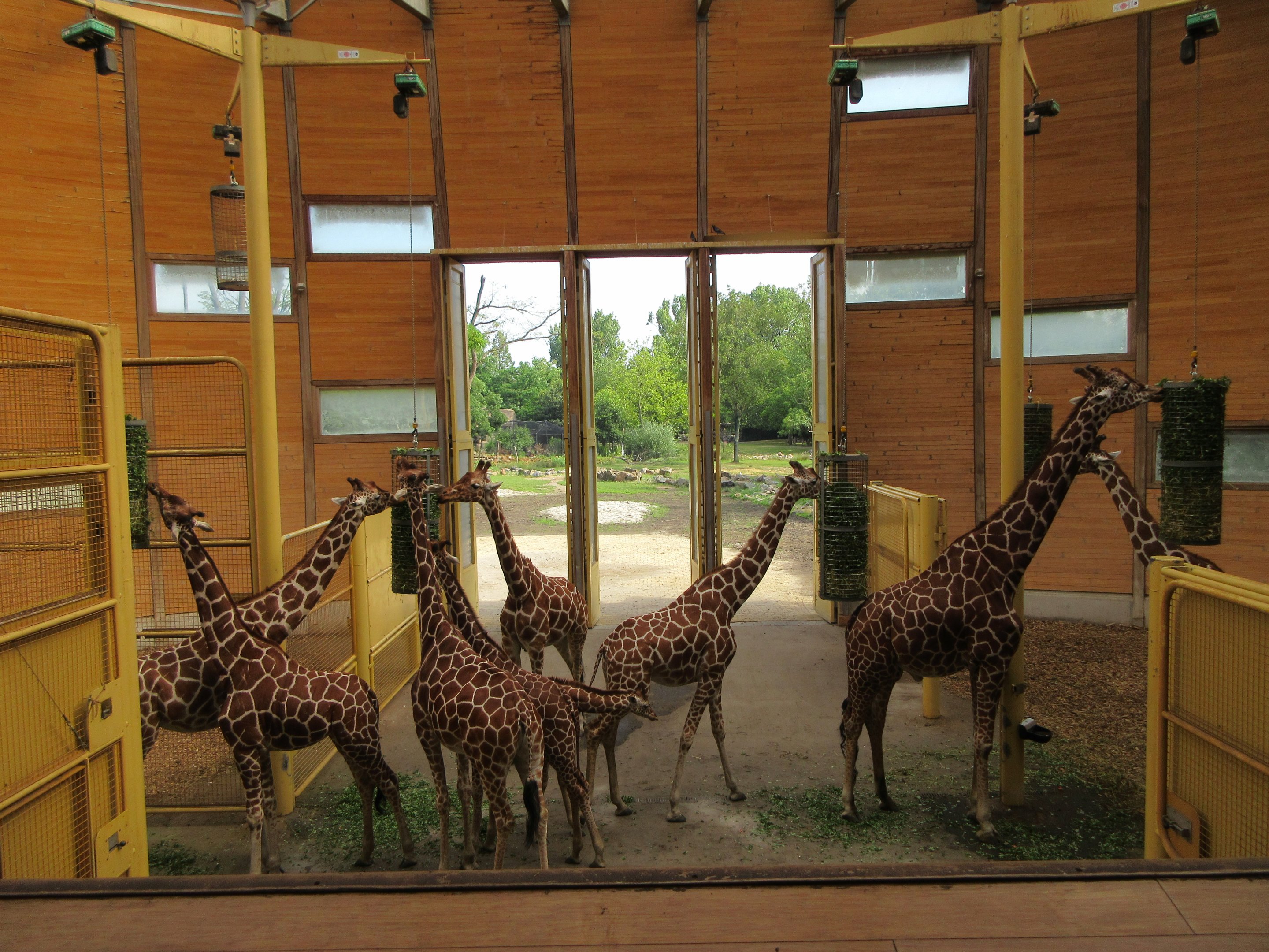 Giraffe Barn