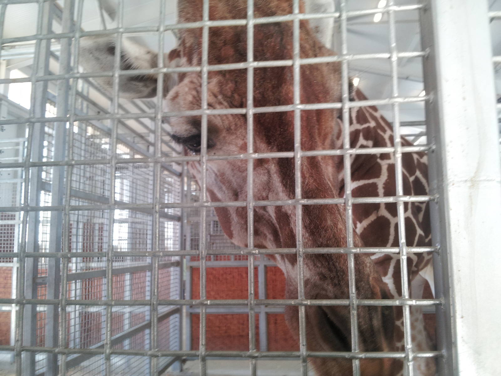 Giraffe behind the scenes