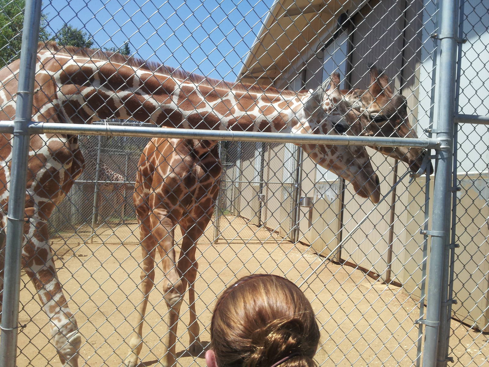 Giraffe behind the scenes