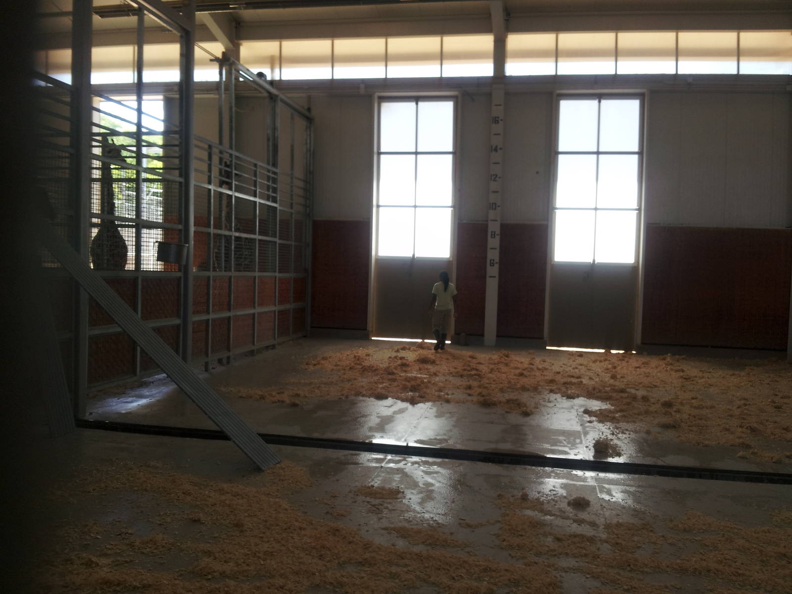 Giraffe behind the scenes