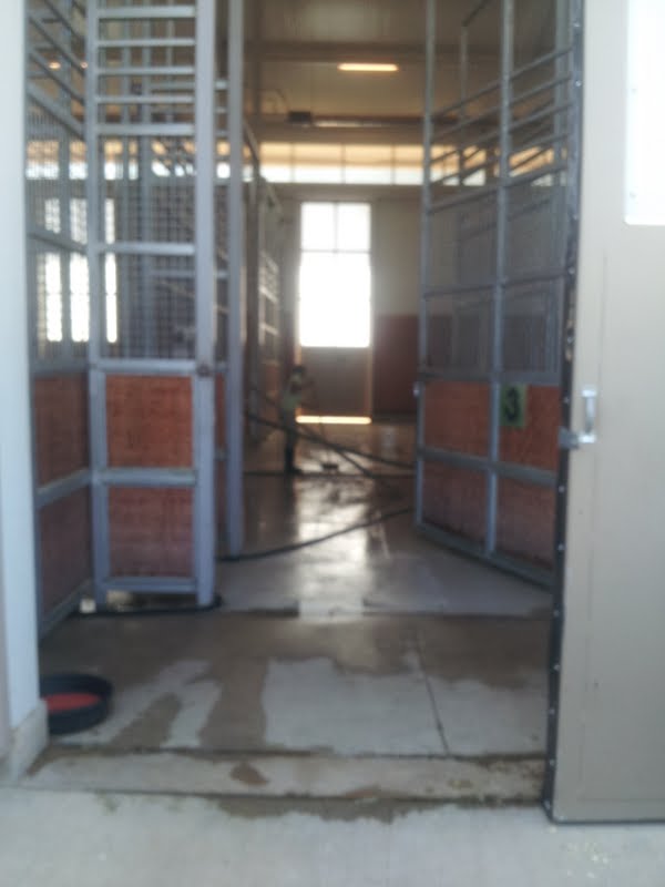 Giraffe behind the scenes