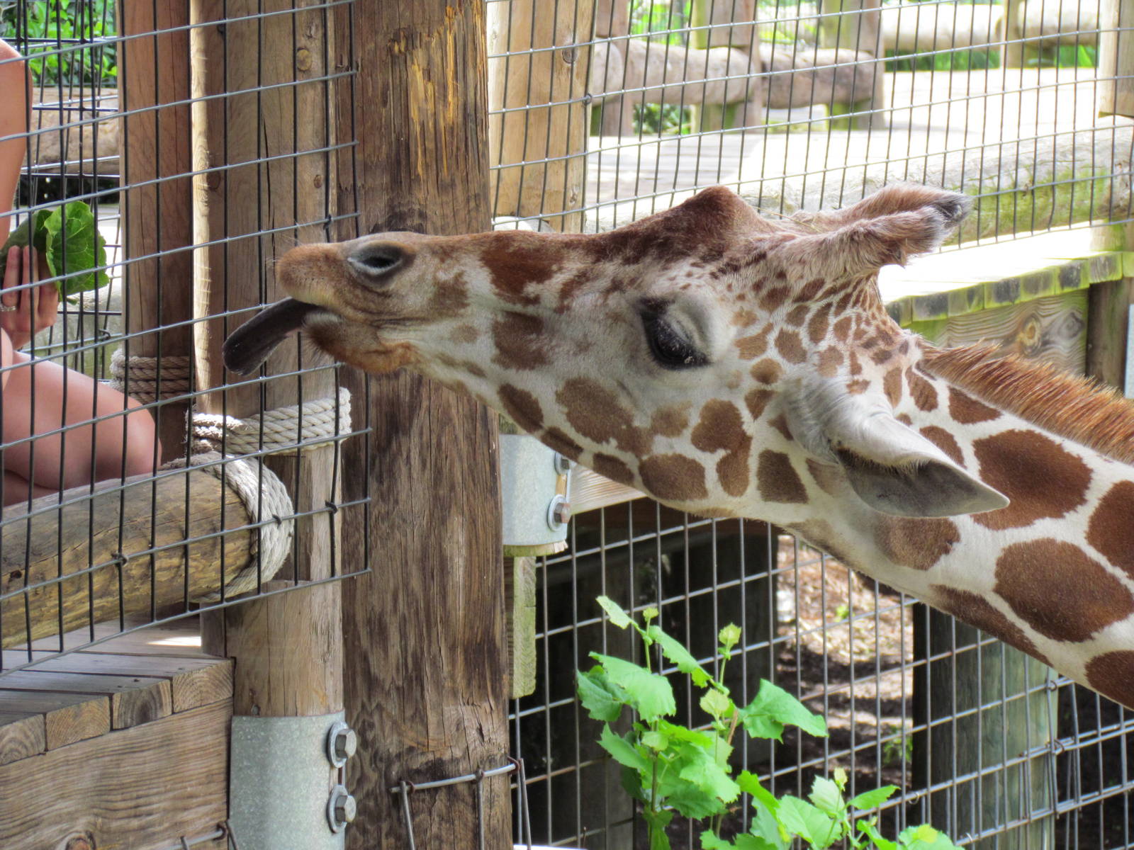 Giraffe Being Fed Lettuce