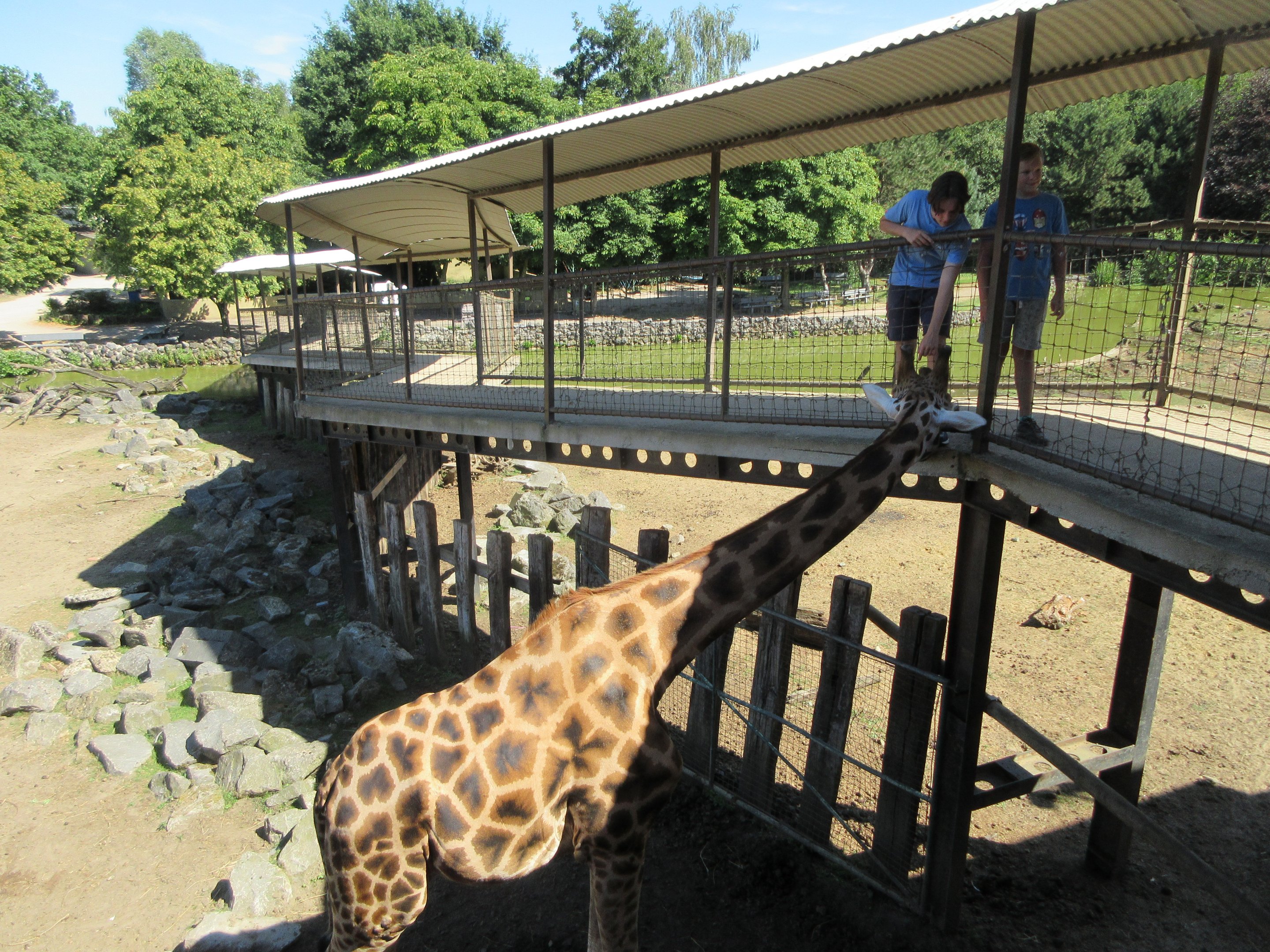 Giraffe + Belgian Kids = minimal barrier