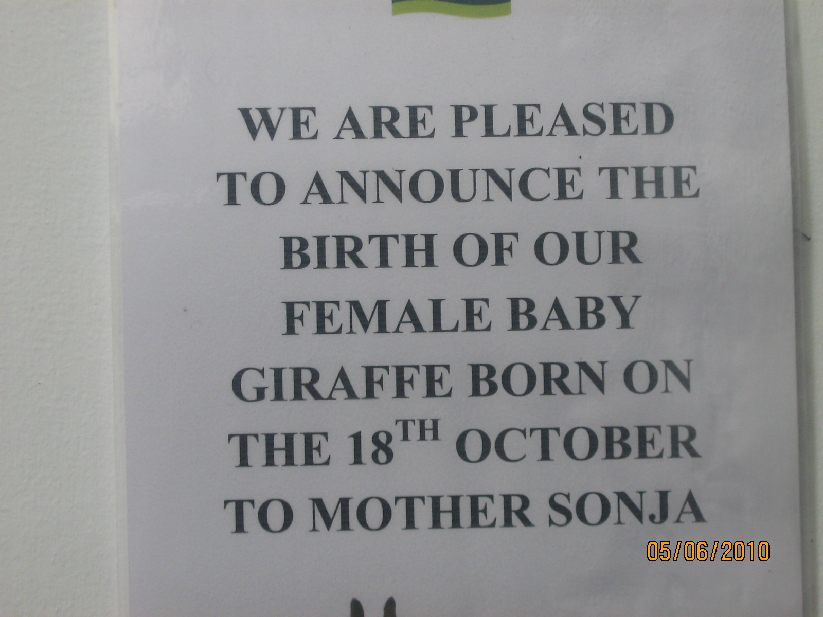 giraffe birth