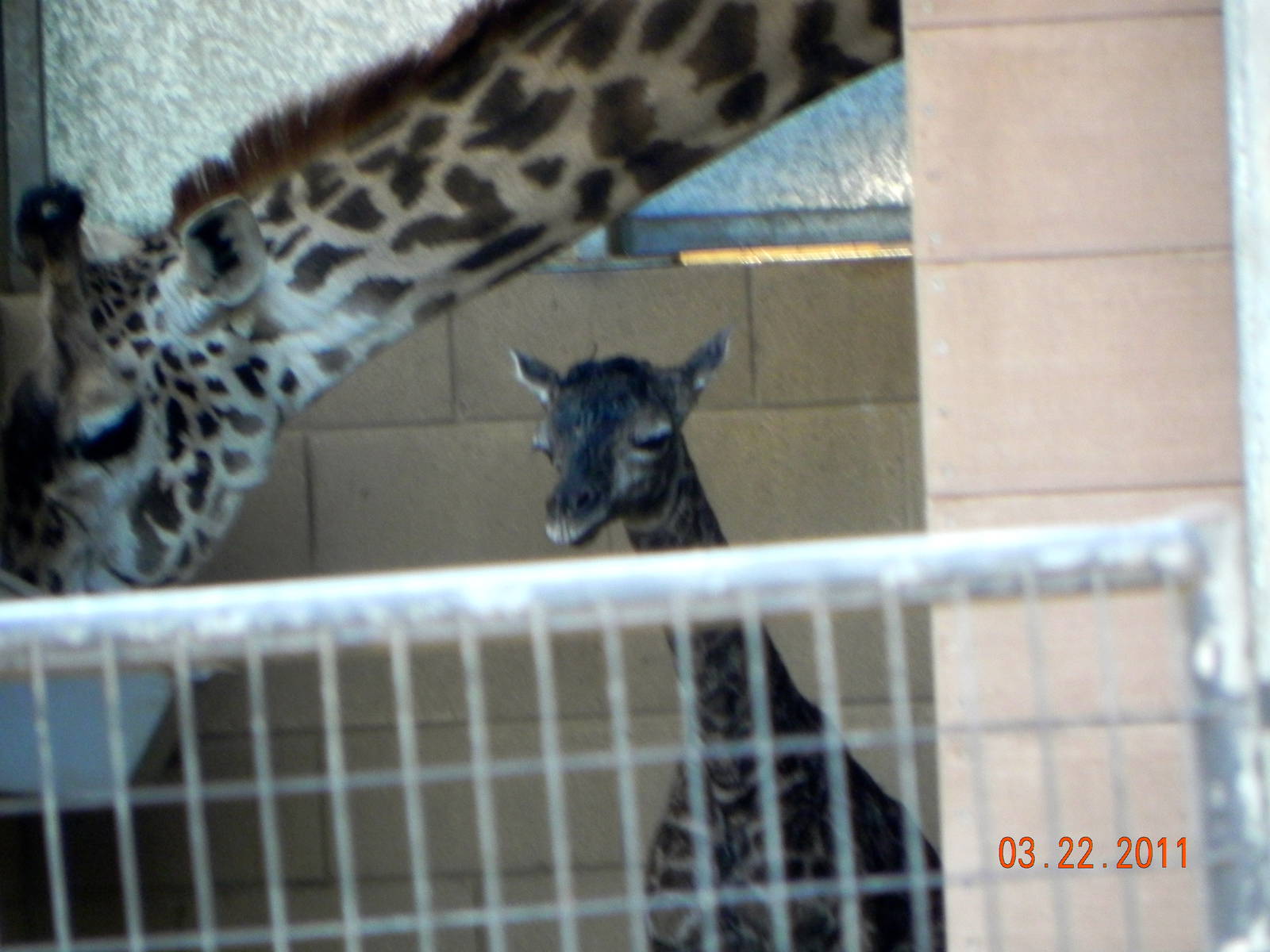 Giraffe Birth
