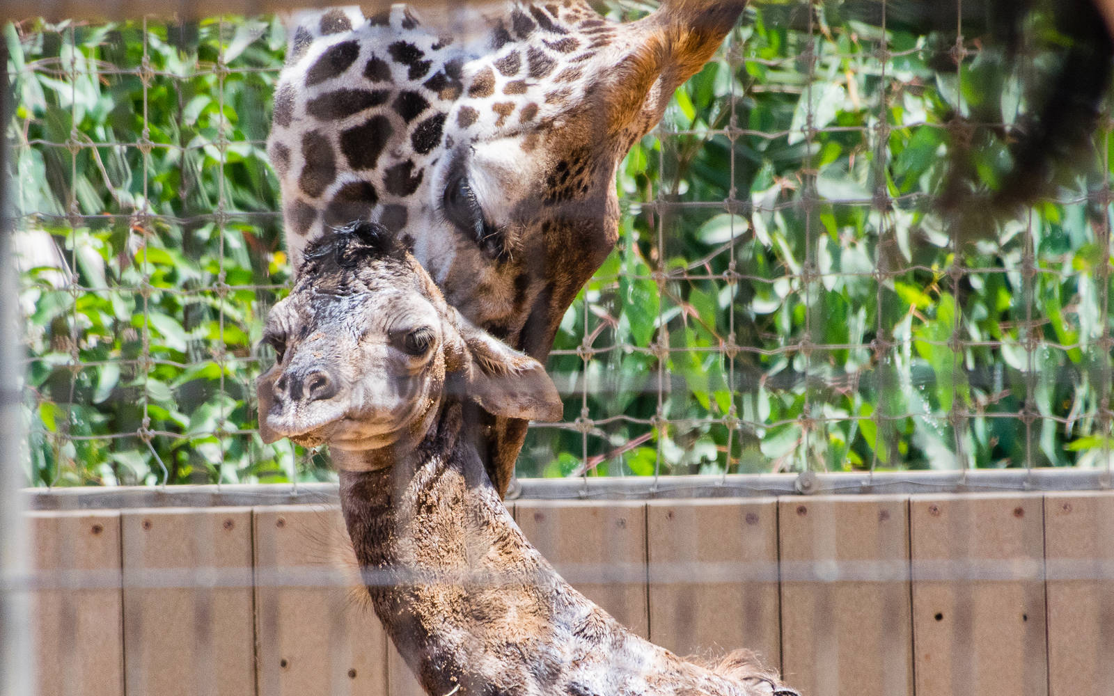 Giraffe birth