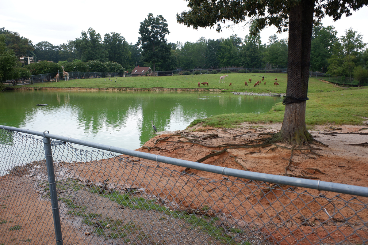 giraffe bongo kudu crane exhibit