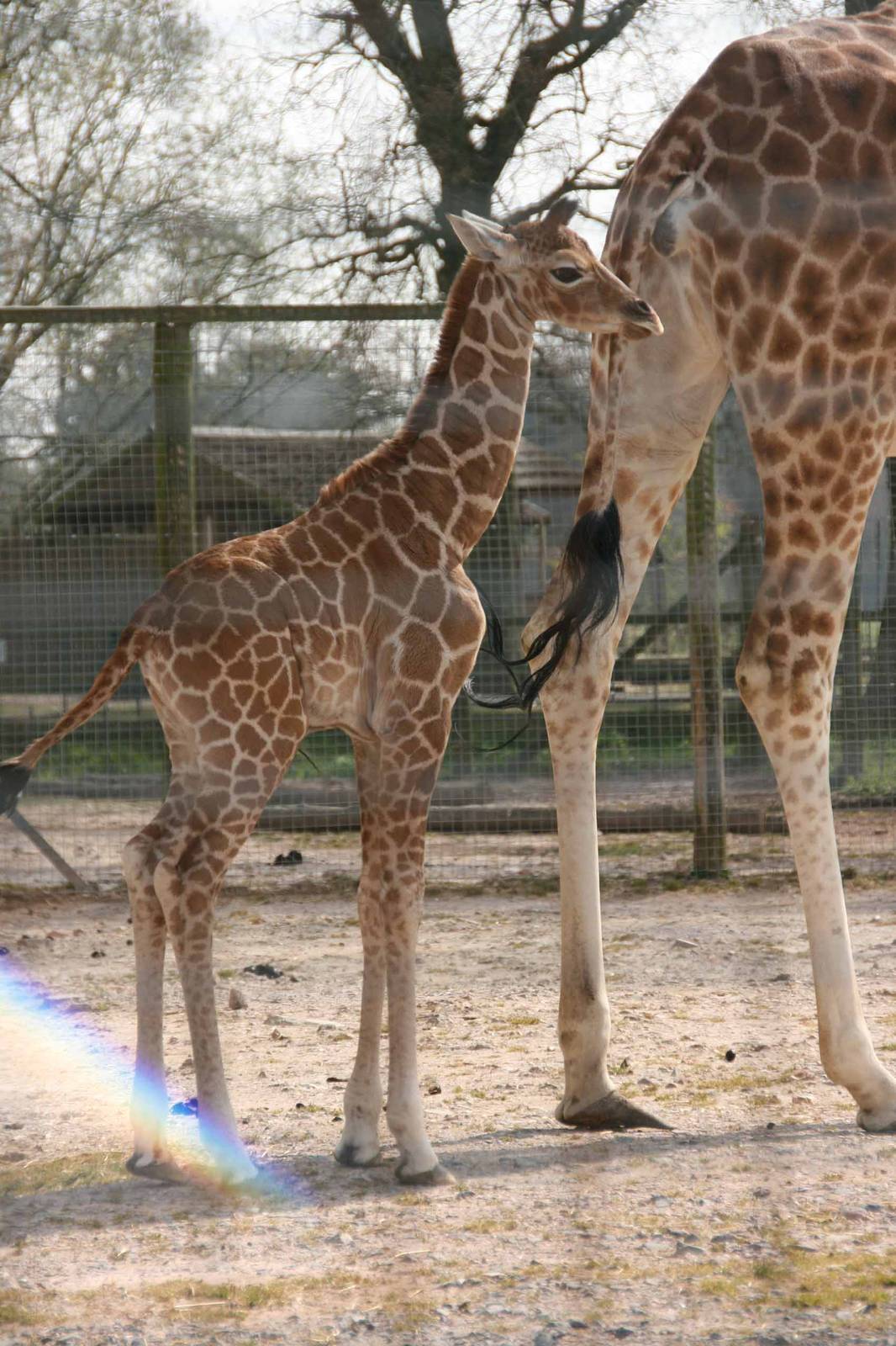 Giraffe born Monday 19 April. Photo taken Sat 24 April 2010