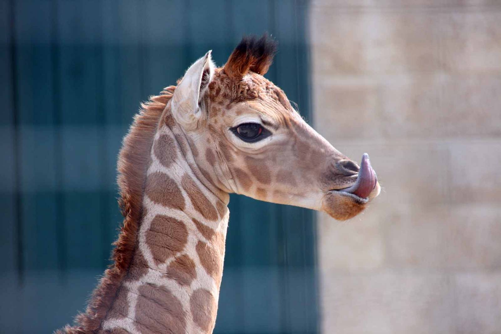 Giraffe born Monday 19 April. Photo taken Sat 24 April 2010