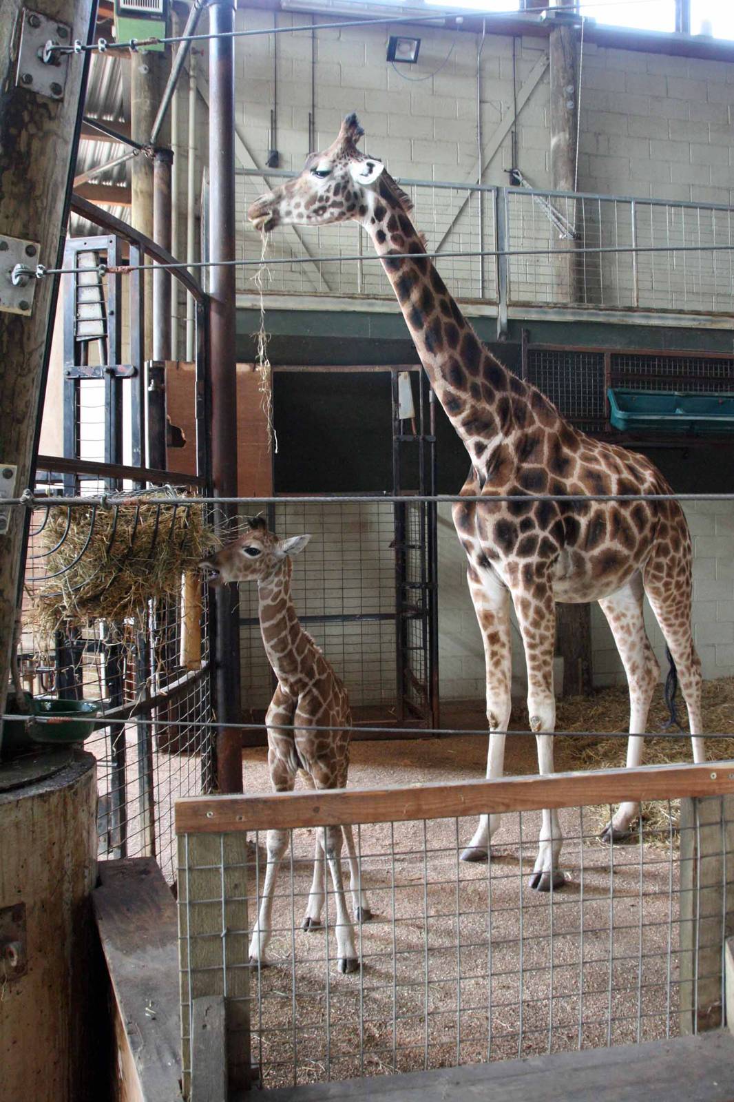 Giraffe born Monday 19 April. Photo taken Sat 24 April 2010