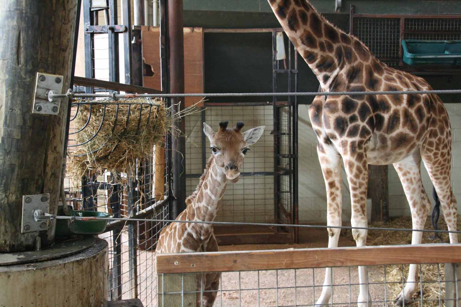 Giraffe born Monday 19 April. Photo taken Sat 24 April 2010