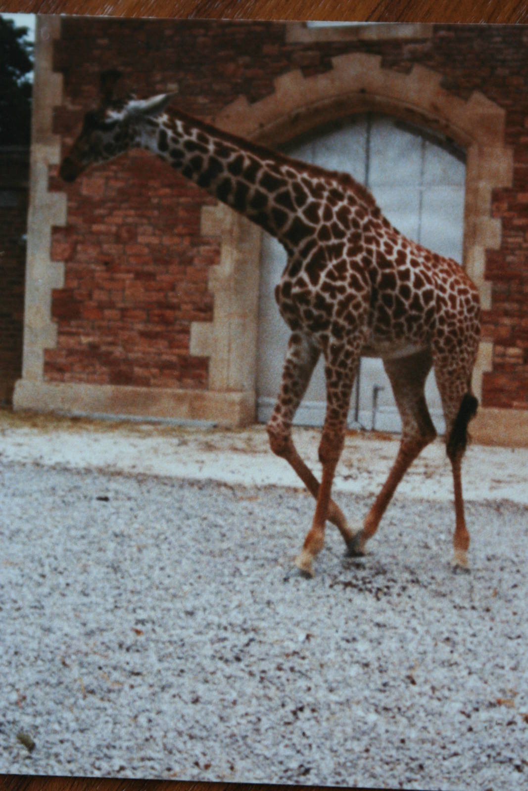 Giraffe @ Bristol; 13.07.83