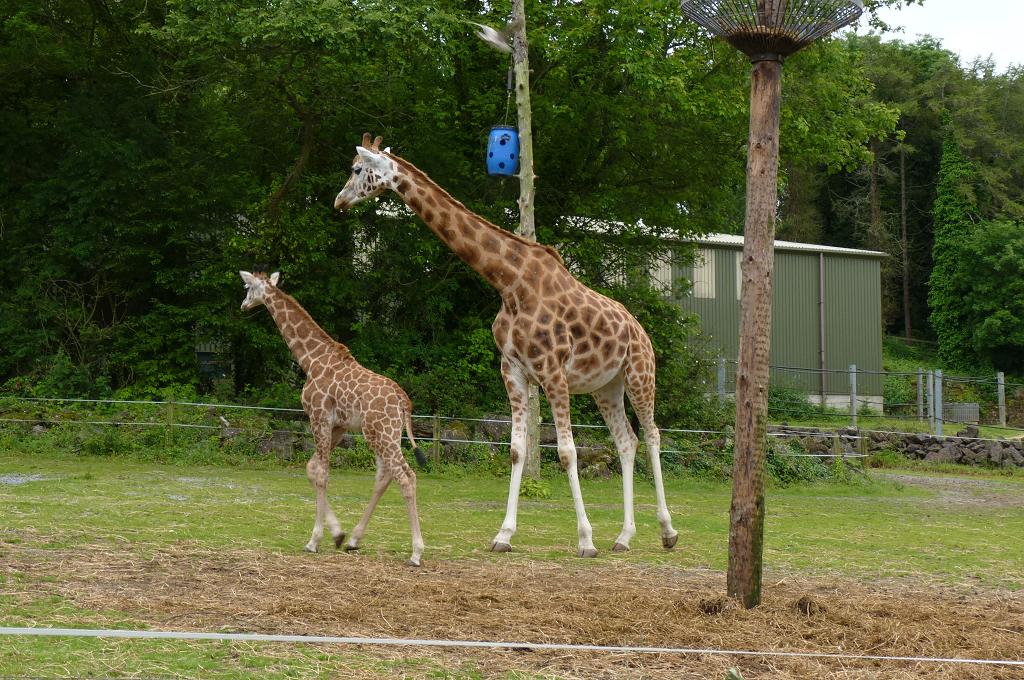 Giraffe brothers, June 2012