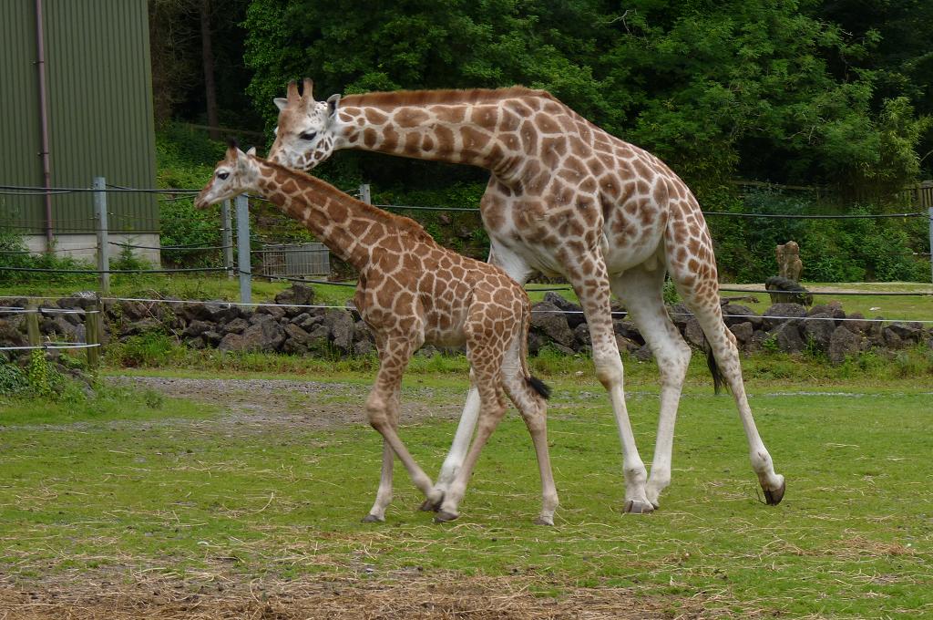Giraffe brothers, June 2012
