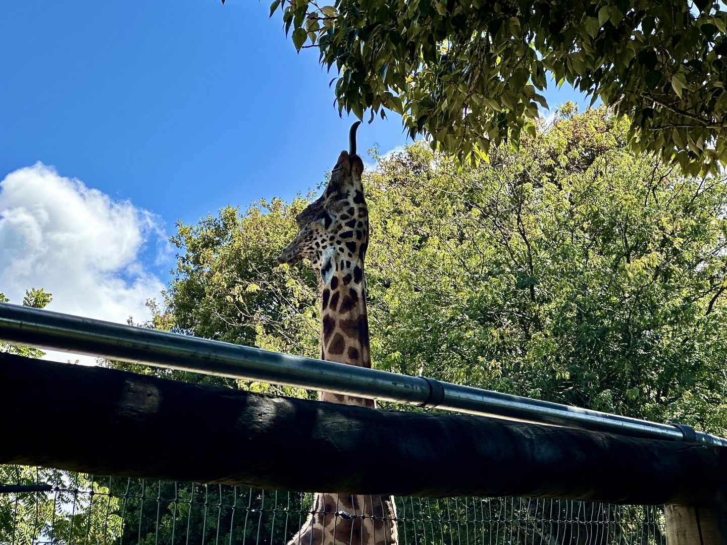Giraffe Browsing From Tree