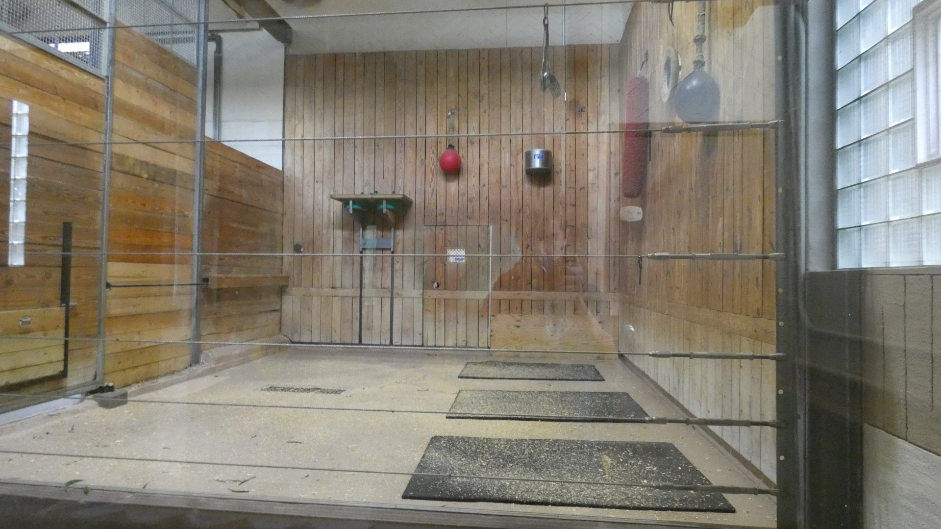 Giraffe Building, African Grasslands - July 2022