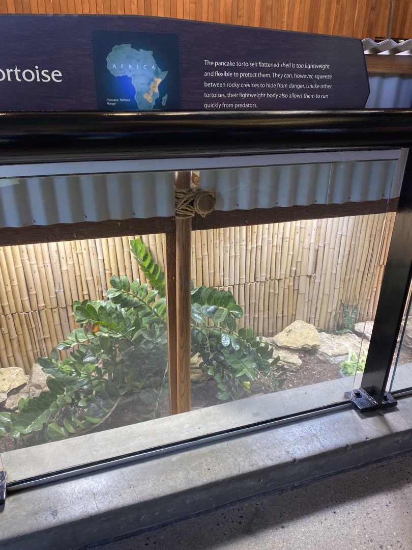 Giraffe building- African pancake tortoise & girdle-tailed lizard exhibit