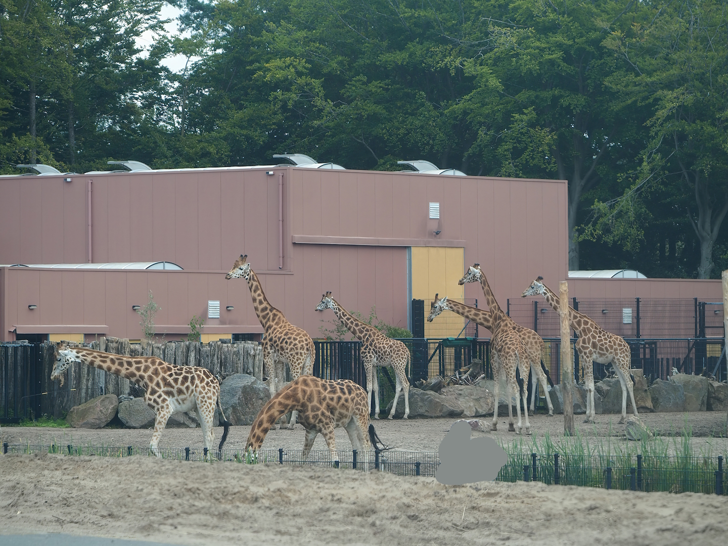 Giraffe building for and herd of bachelor Kordofan and Rothschild's giraffe on Safari Resort savanna, 2023-08-15