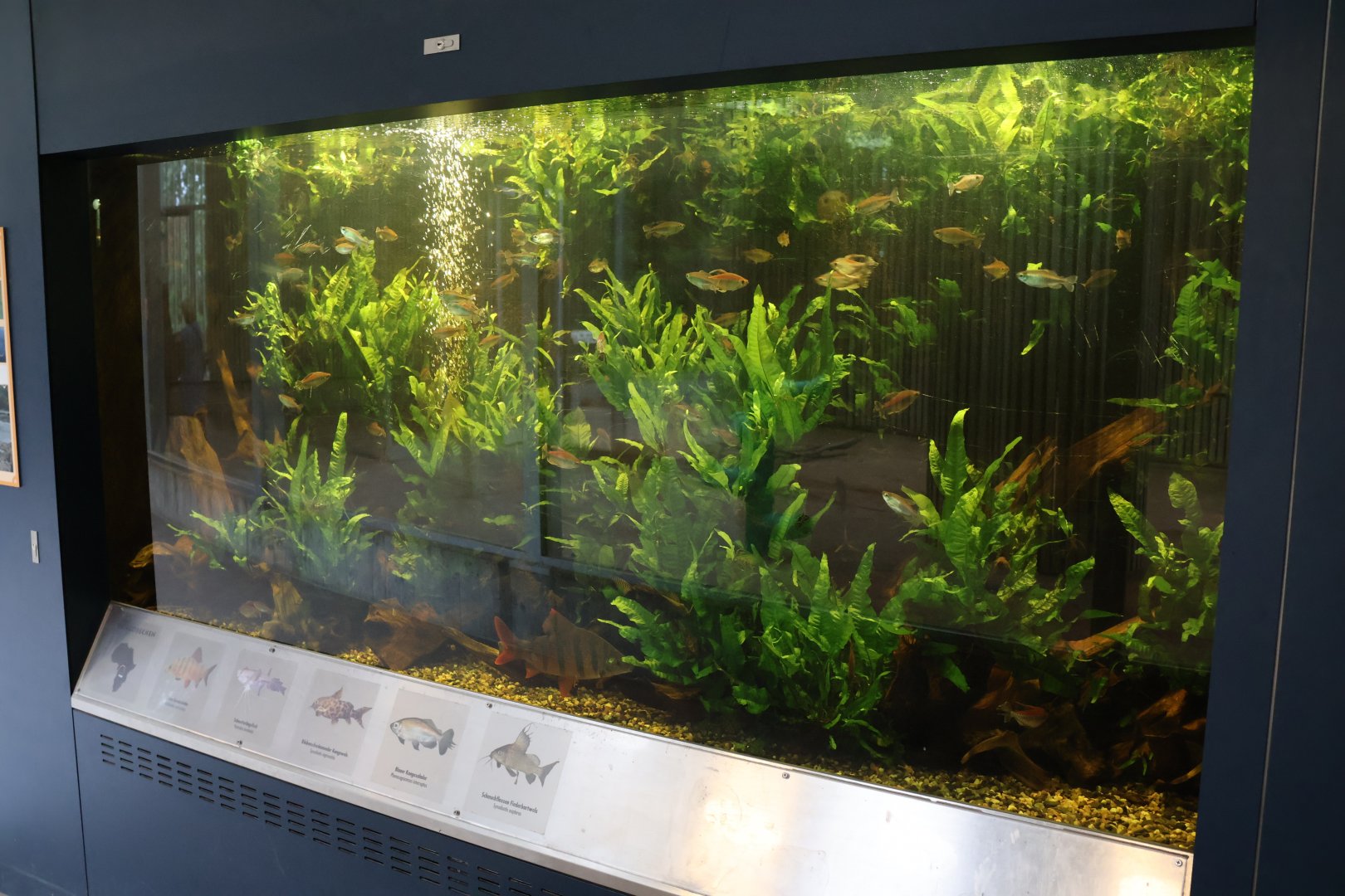 Giraffe building - Ground floor - Congo aquarium