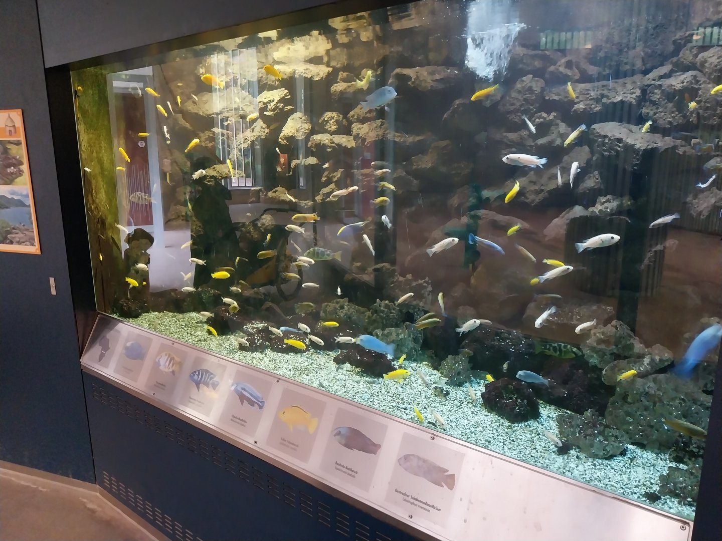 Giraffe building - Ground floor - Lake Malawi aquarium