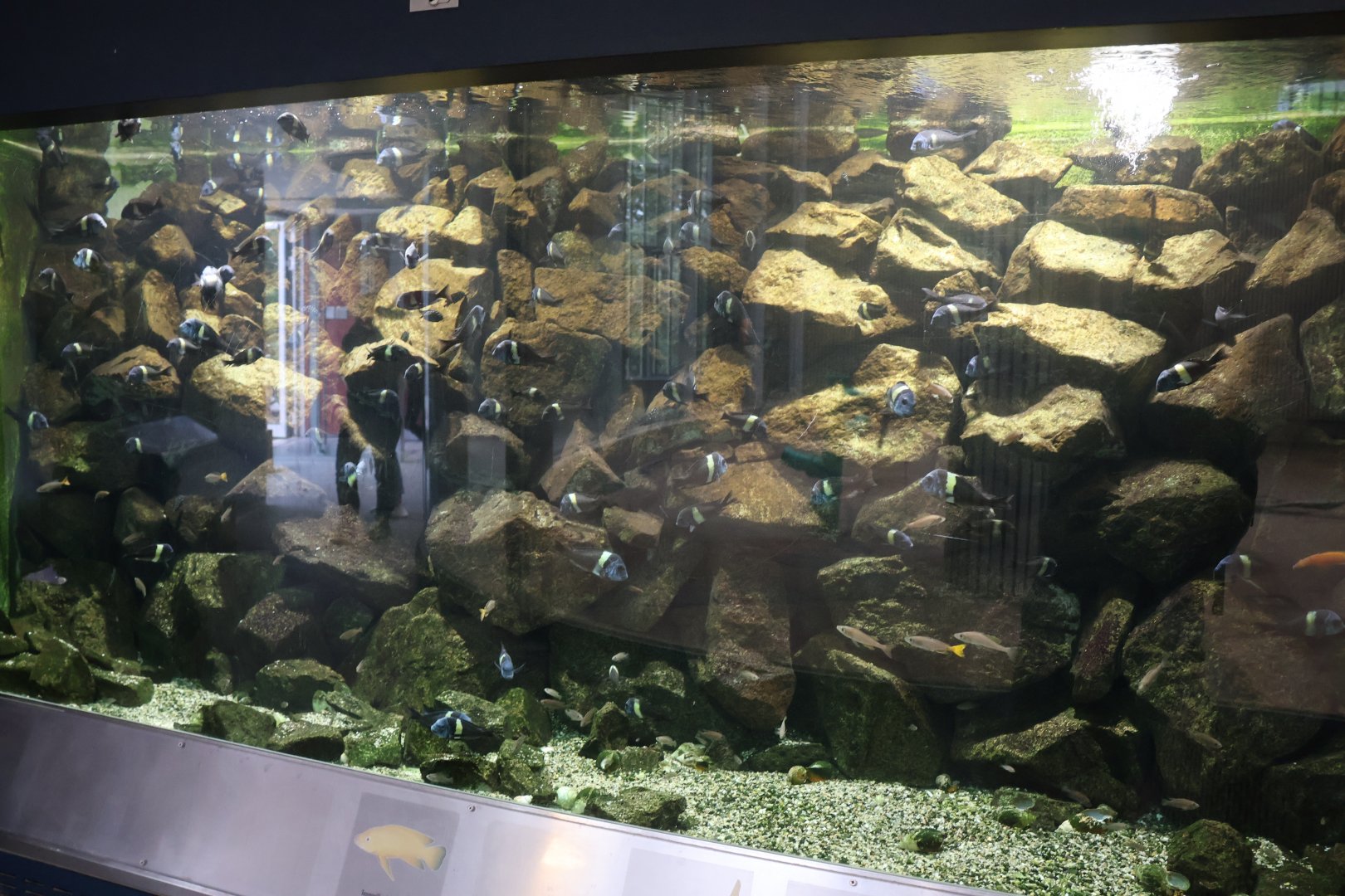 Giraffe Building - Ground floor - Lake Tanganyika aquarium