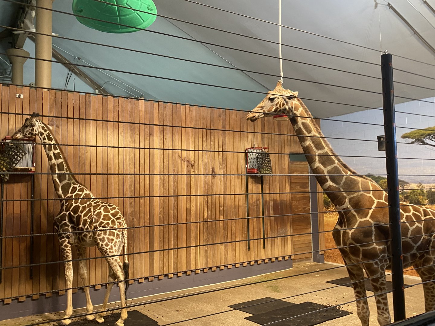 Giraffe Building - Indoor Generic Giraffe Exhibit