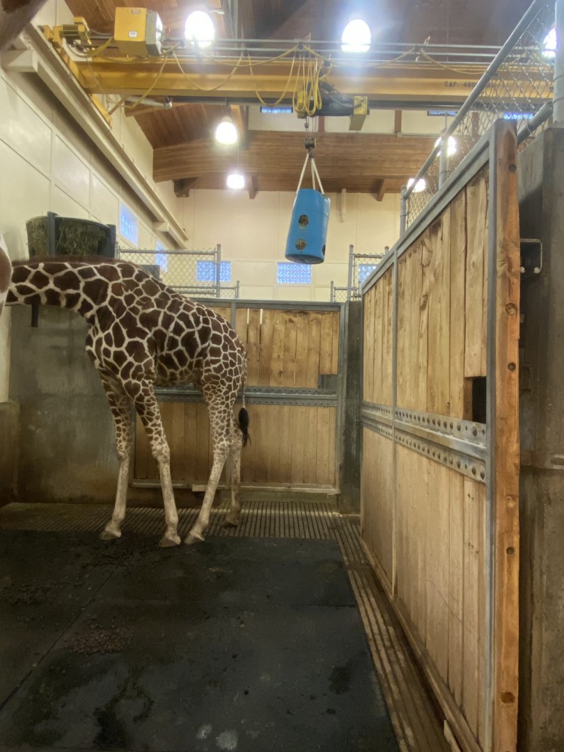 Giraffe Building - Indoor Giraffe Exhibit