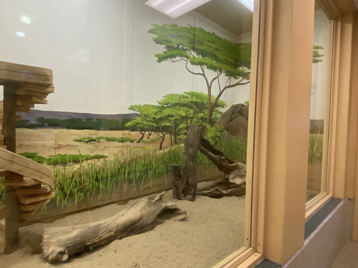 Giraffe Building - Indoor Meerkat Exhibit