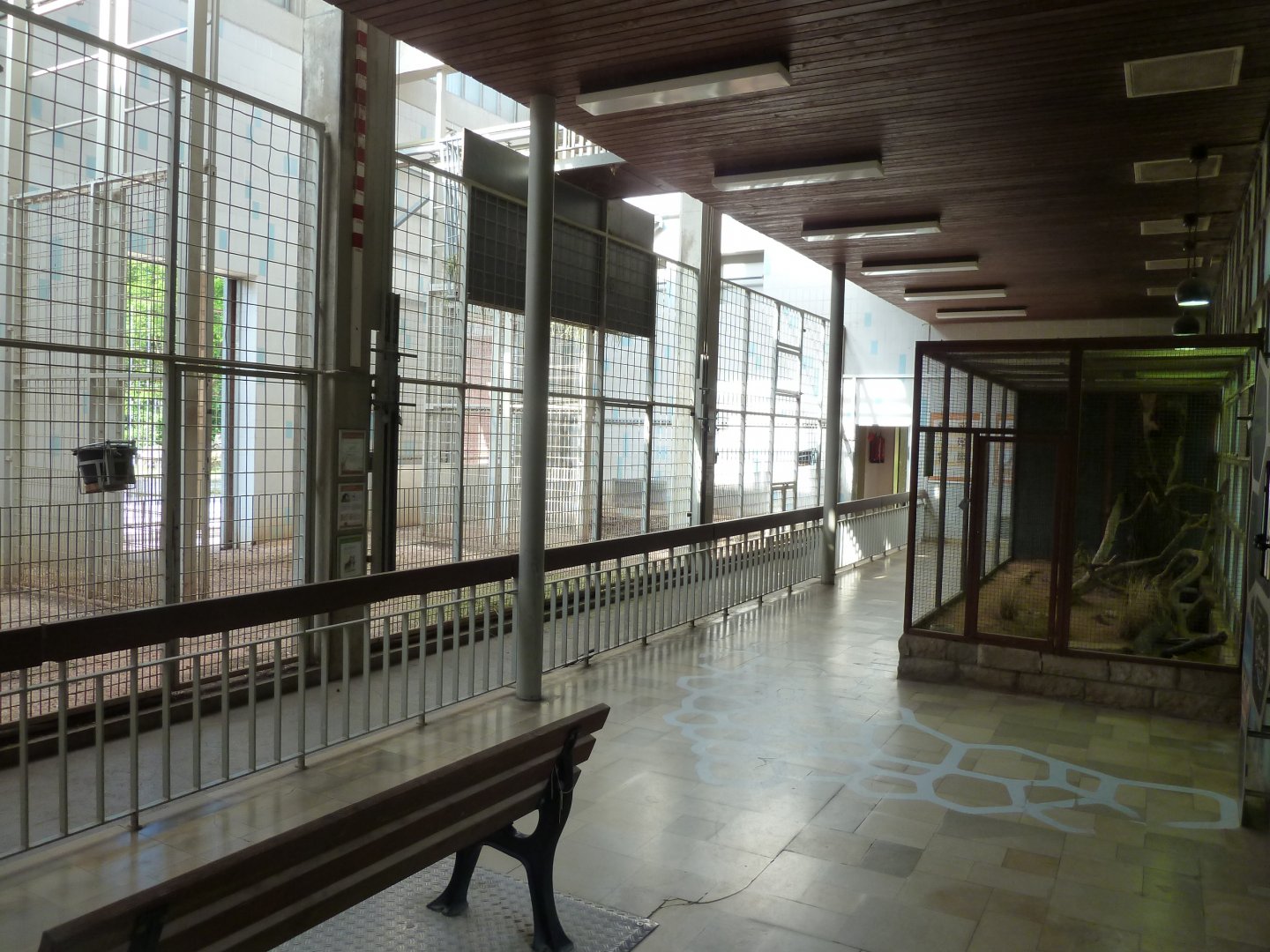 Giraffe building - Interior with Saharan stripped weasel cage