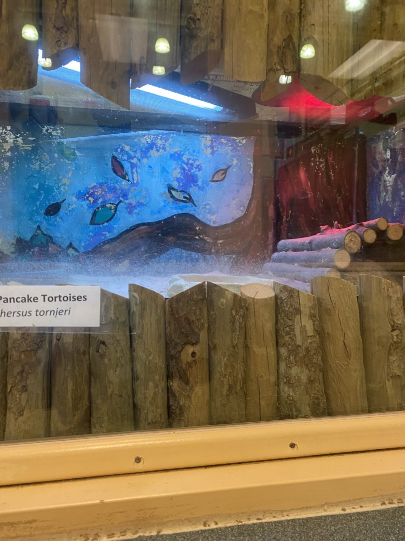 Giraffe Building - Pancake Tortoise Exhibit