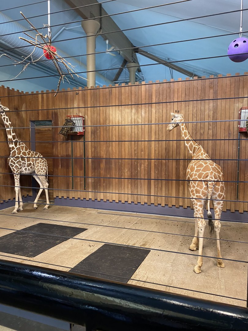 Giraffe building- reticulated (hybrid) giraffe indoor exhibit