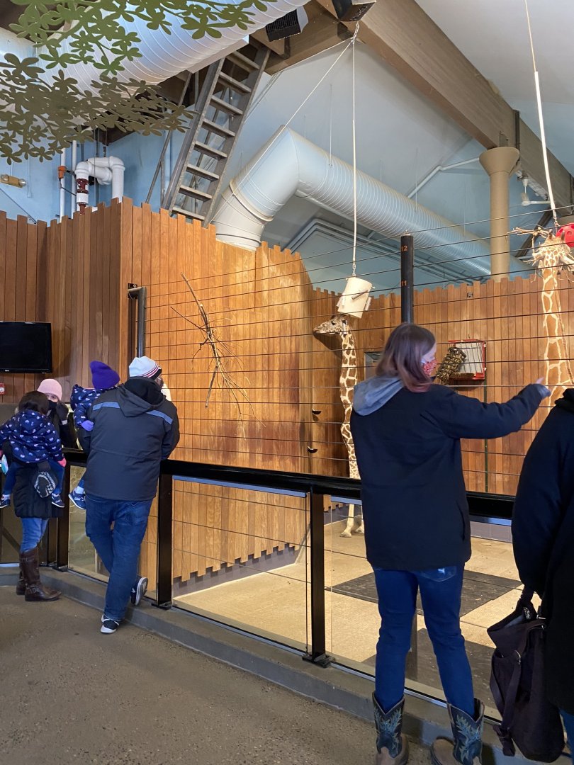 Giraffe building- reticulated (hybrid) giraffe indoor exhibit