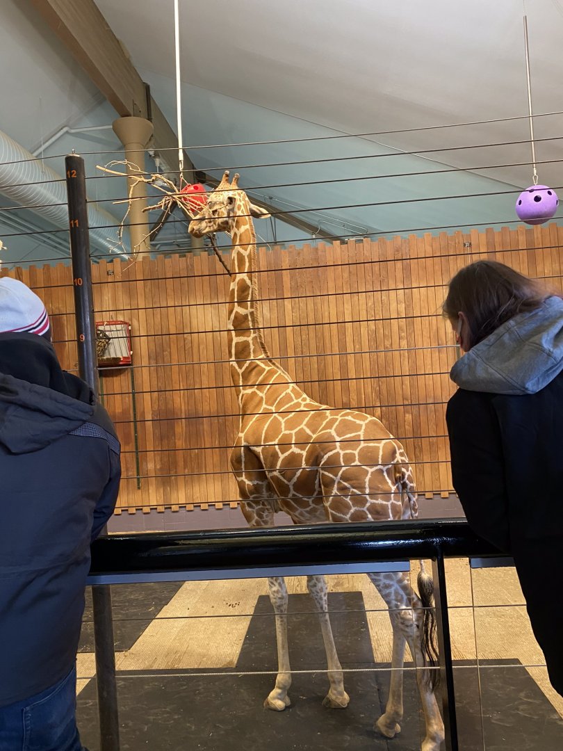 Giraffe building- reticulated (hybrid) giraffe