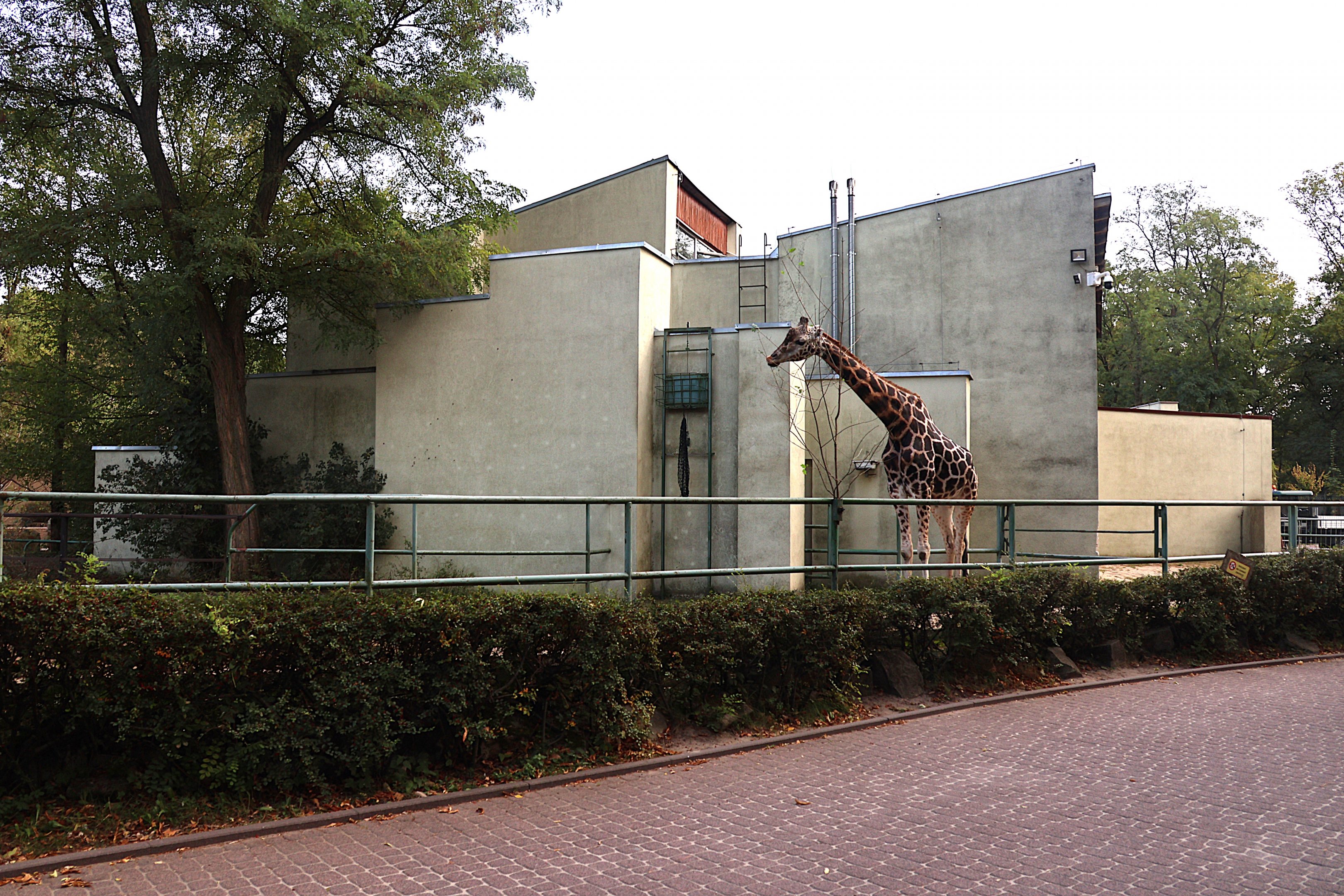 Giraffe building - Rothschild's giraffe (Giraffa camelopardalis rothschildi)