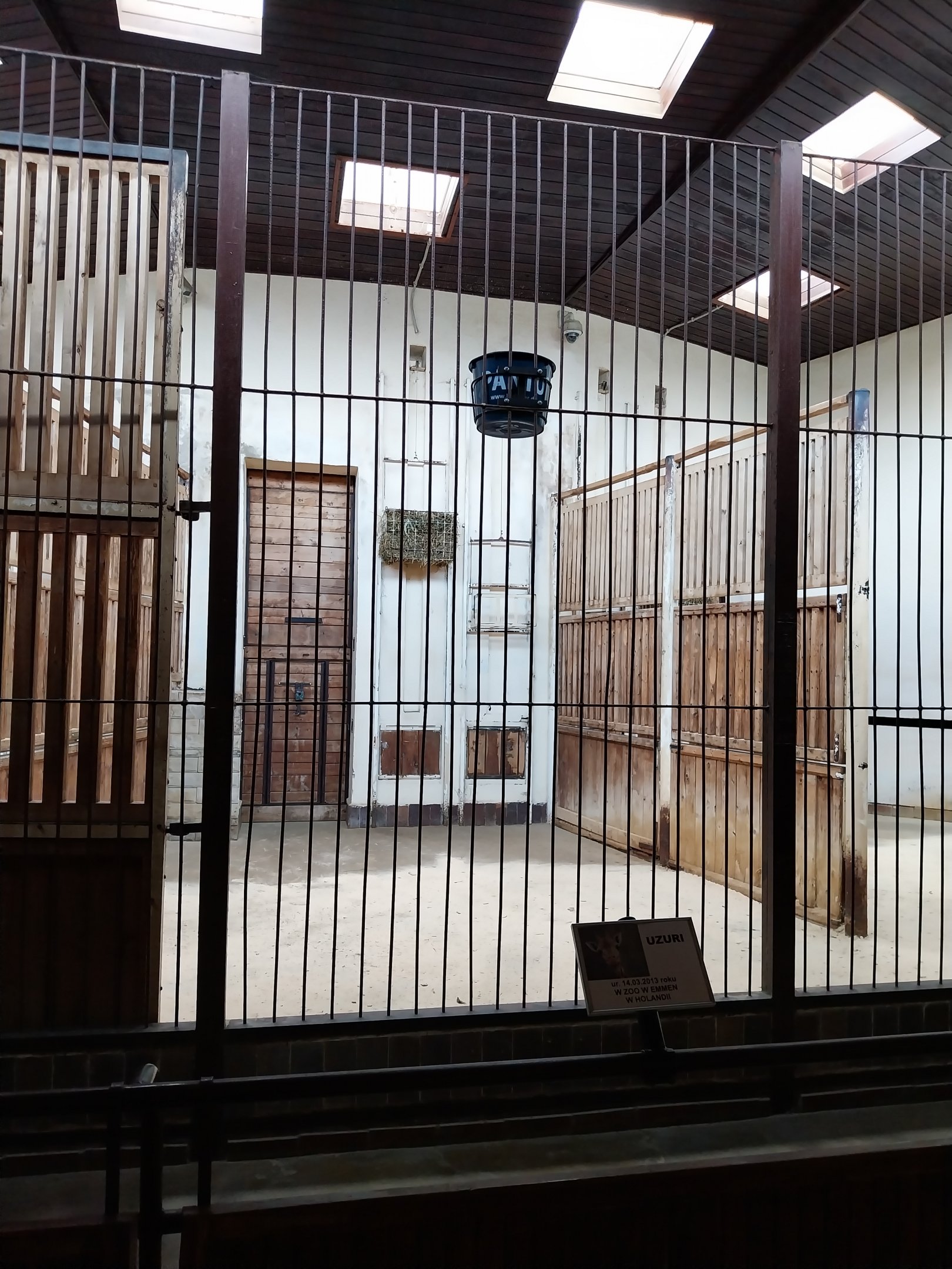 Giraffe building - Rothschild's giraffe (Giraffa camelopardalis rothschildi)