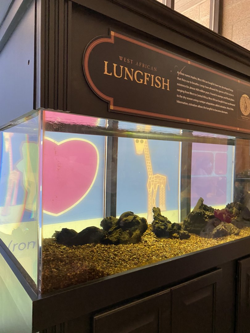 Giraffe building- west African lungfish exhibit