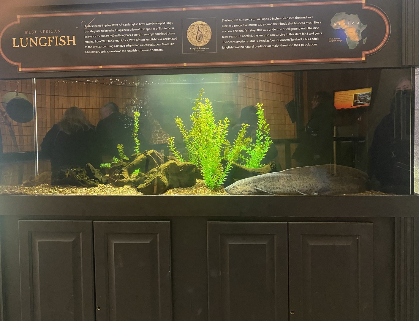 Giraffe Building - West African Lungfish Tank