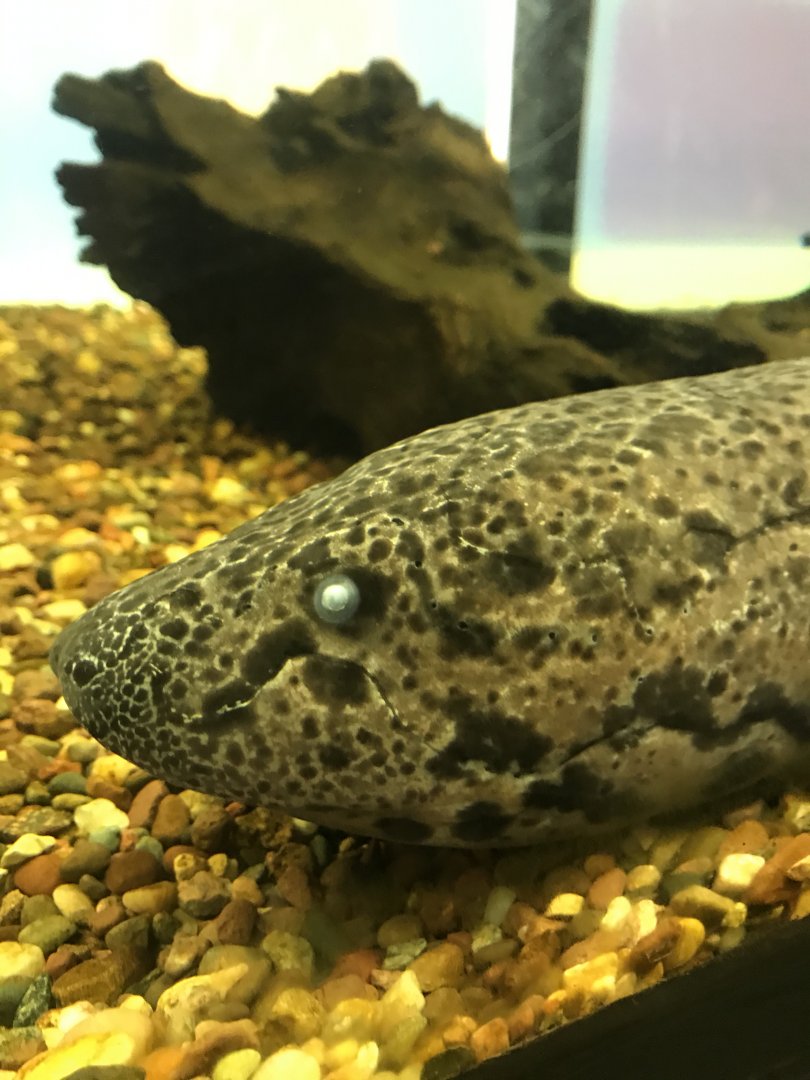 Giraffe building- West African lungfish