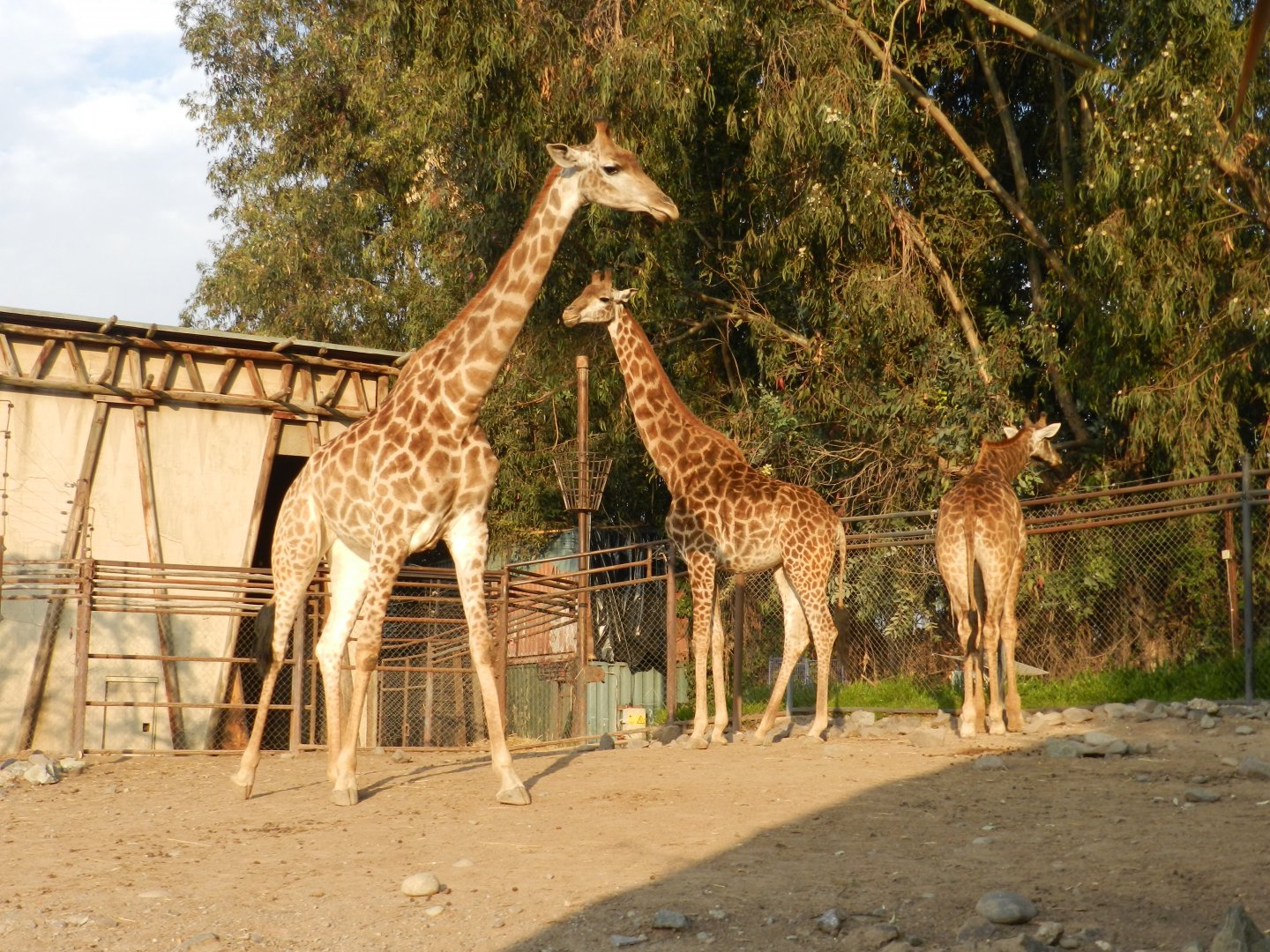 Giraffe - Buin zoo
