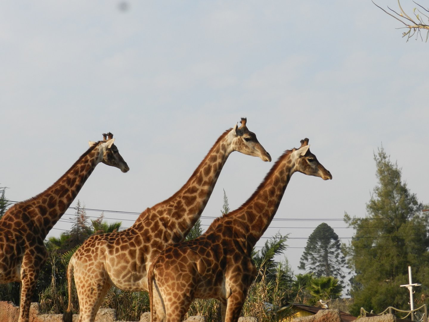 Giraffe - Buin zoo