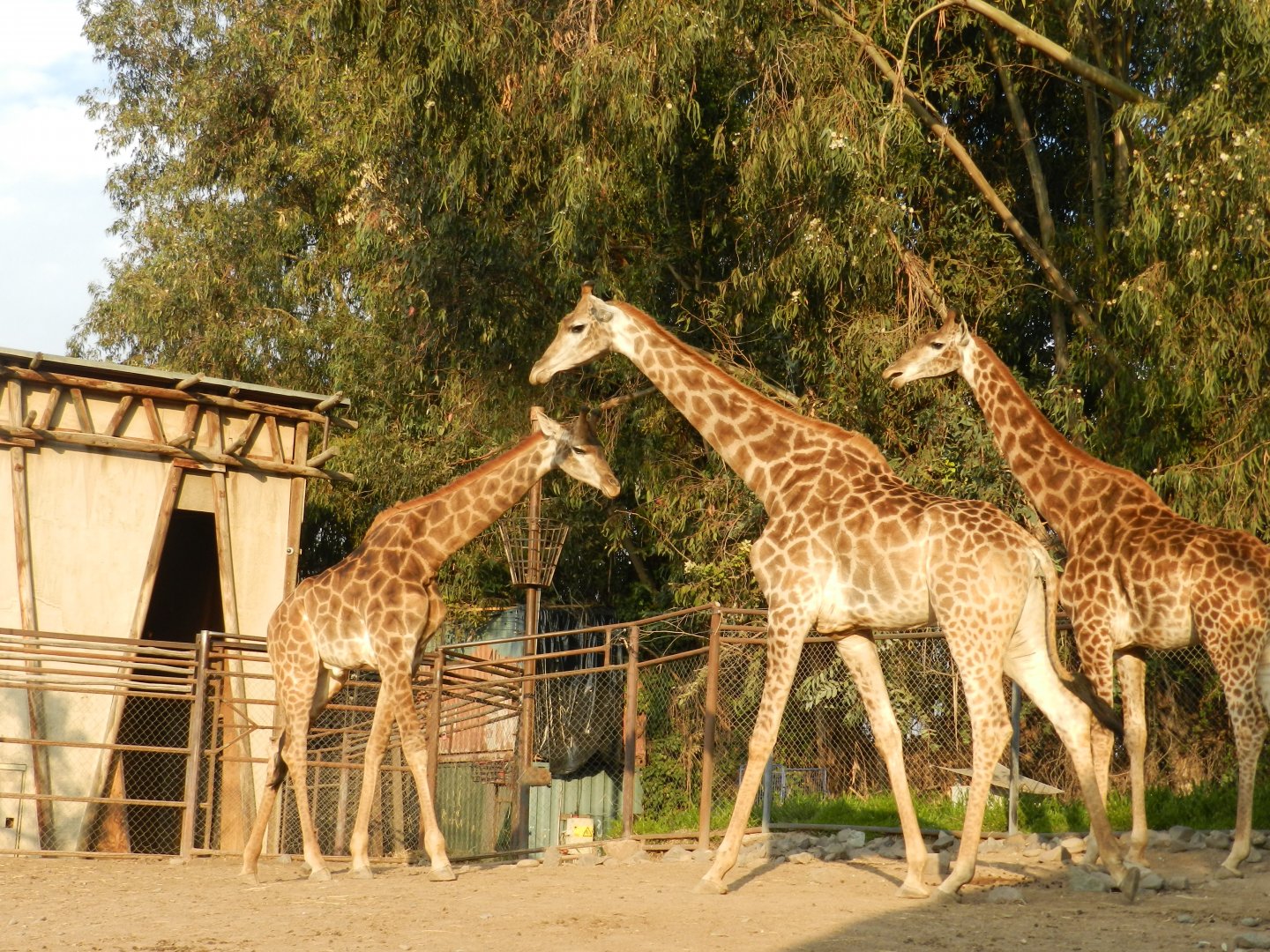 Giraffe - Buin zoo
