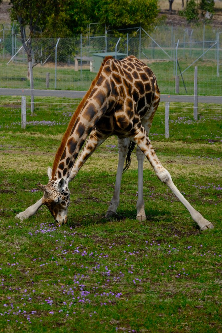 Giraffe Bull - Darling Downs Zoo