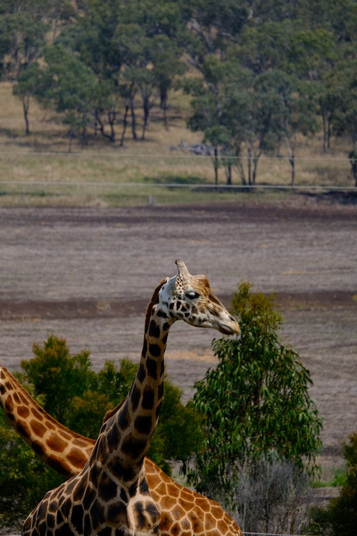 Giraffe Bull - Darling Downs Zoo