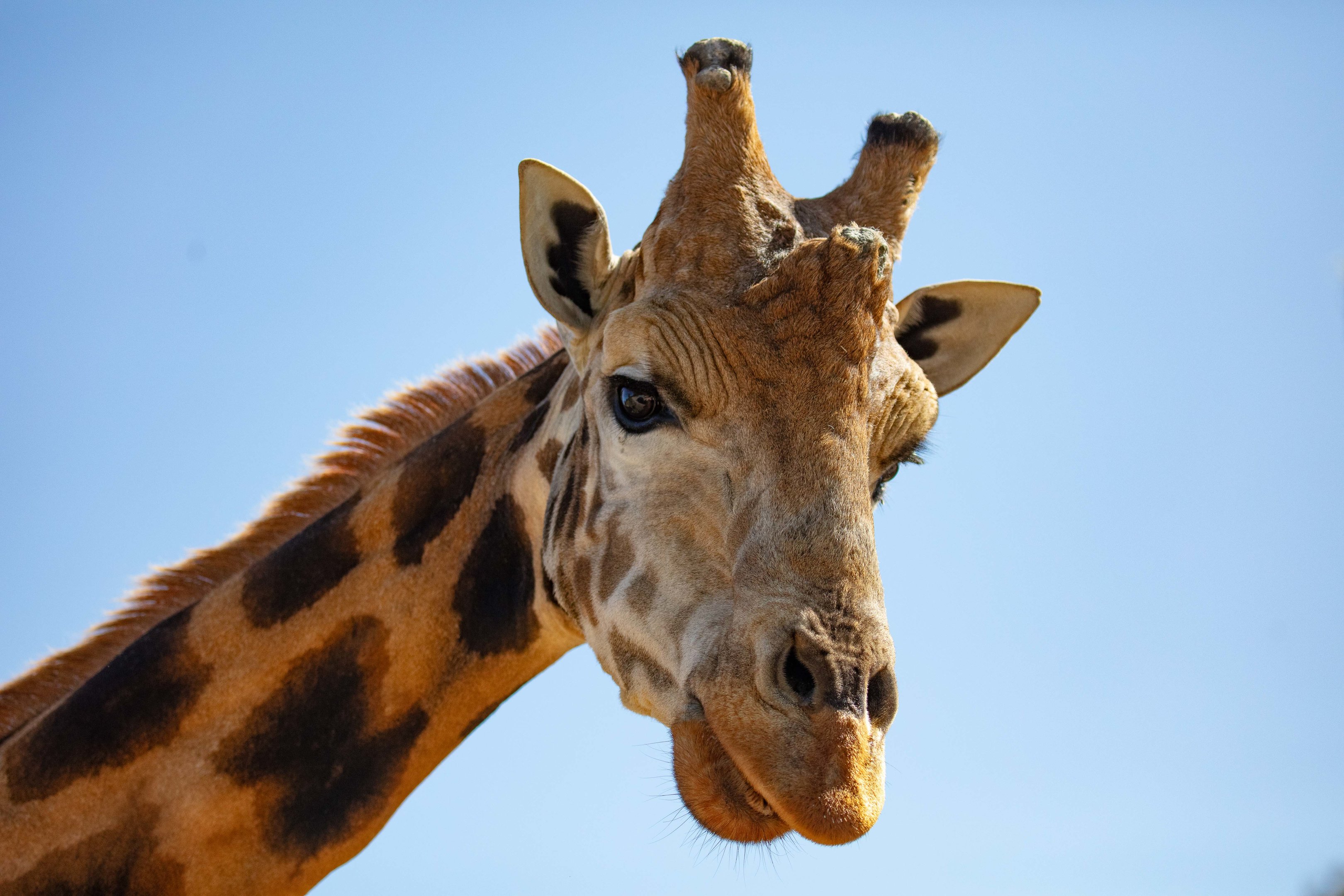 Giraffe bull