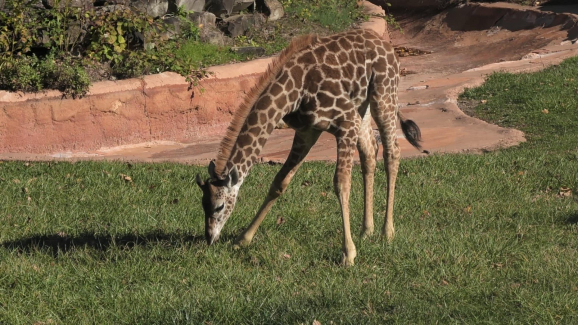 giraffe calf bends down to eat grass
