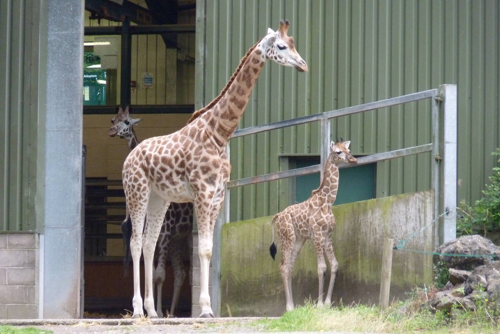 Giraffe Calf, July 2016