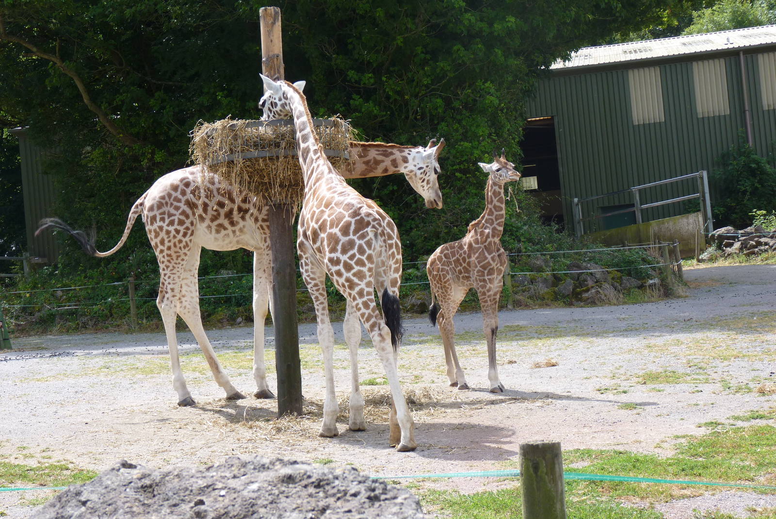 Giraffe calf, July 2016
