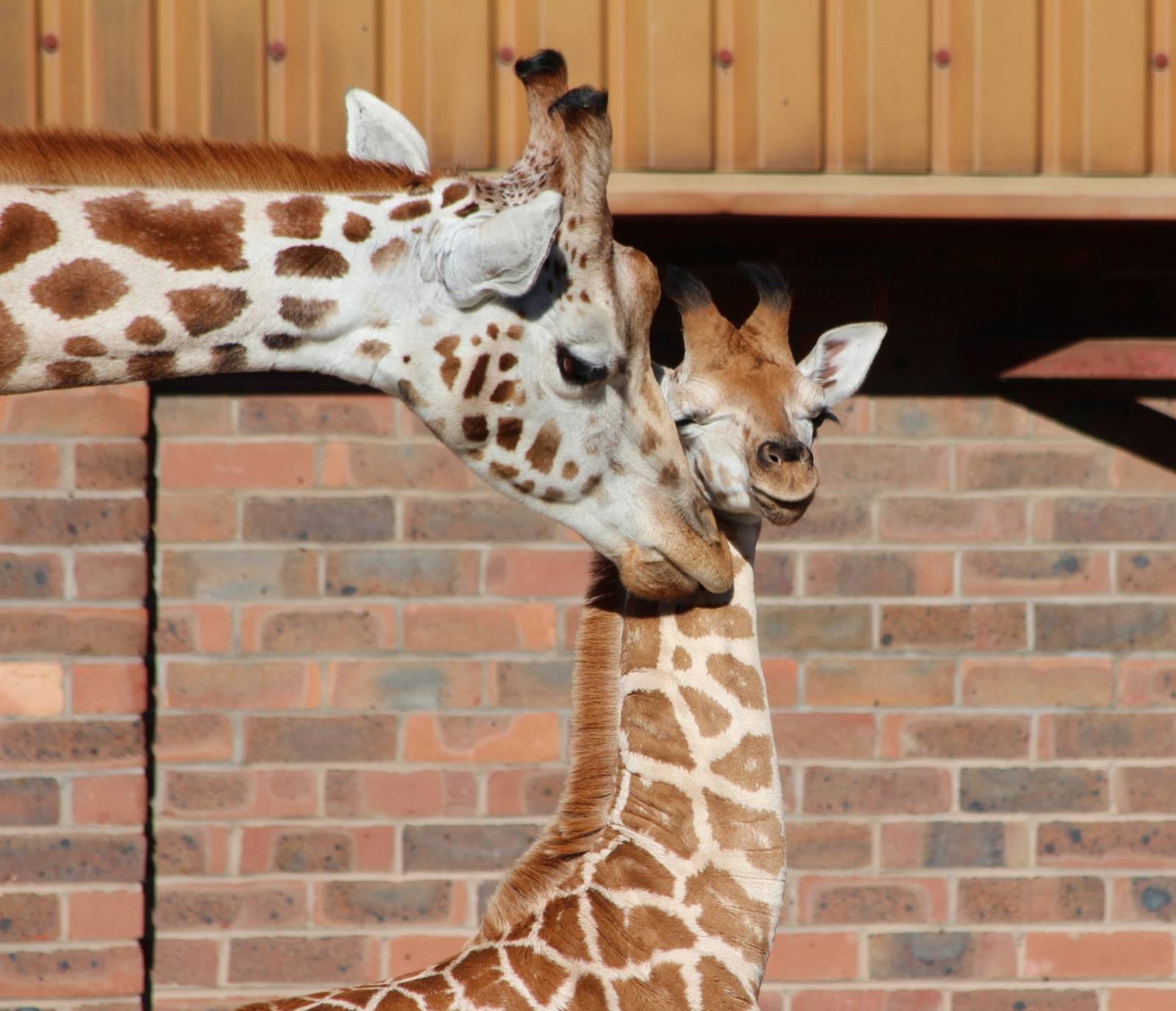 Giraffe calf, Kanzi - October 2012